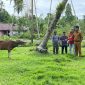 Menjelang perayaan Hari Raya Idul Adha 1447 Hijriah/2026 Masehi, Pemerintah Kabupaten (Pemkab) Kepulauan Sula mulai mendistribusikan puluhan hewan kurban ke sejumlah desa di Pulau Sulabesi dan Pulau Mangoli