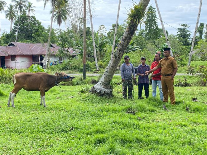 
					Menjelang perayaan Hari Raya Idul Adha 1447 Hijriah/2026 Masehi, Pemerintah Kabupaten (Pemkab) Kepulauan Sula mulai mendistribusikan puluhan hewan kurban ke sejumlah desa di Pulau Sulabesi dan Pulau Mangoli