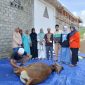 Semangat berbagi di Hari Raya Idul Adha 1447 Hijriah ditunjukkan SD Inpres Bajo, Kecamatan Sanana Utara, Kabupaten Kepulauan Sula, dengan menyalurkan satu ekor sapi kurban kepada masyarakat Desa Bajo