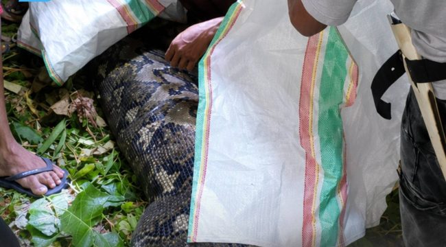 Warga desa waisakai, dan desa pelita jaya Kecamatan Mangoli Utara Timur, Kabupaten Kepulauan Sula, saat menemukan Ular piton berukuran 7 meter.  Dokumentasi : Istimewa / Warga