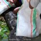 Warga desa waisakai, dan desa pelita jaya Kecamatan Mangoli Utara Timur, Kabupaten Kepulauan Sula, saat menemukan Ular piton berukuran 7 meter.  Dokumentasi : Istimewa / Warga