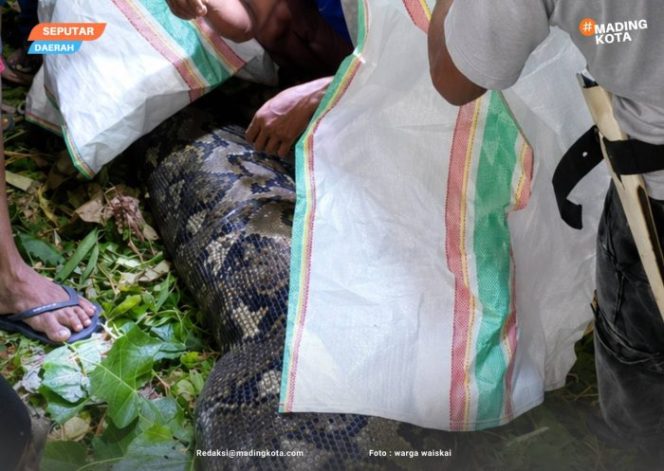 
					Warga desa waisakai, dan desa pelita jaya Kecamatan Mangoli Utara Timur, Kabupaten Kepulauan Sula, saat menemukan Ular piton berukuran 7 meter.  Dokumentasi : Istimewa / Warga